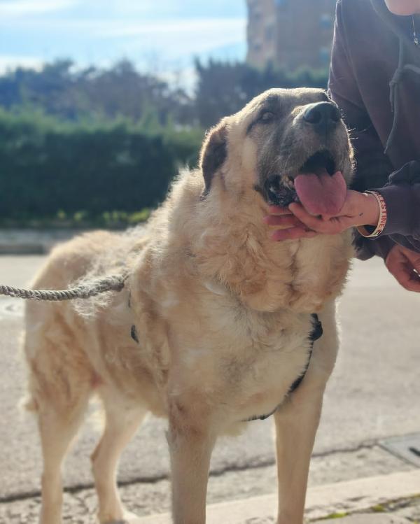 Hulk splendido simil Kangal dolcissimo cerca casa Foto 4